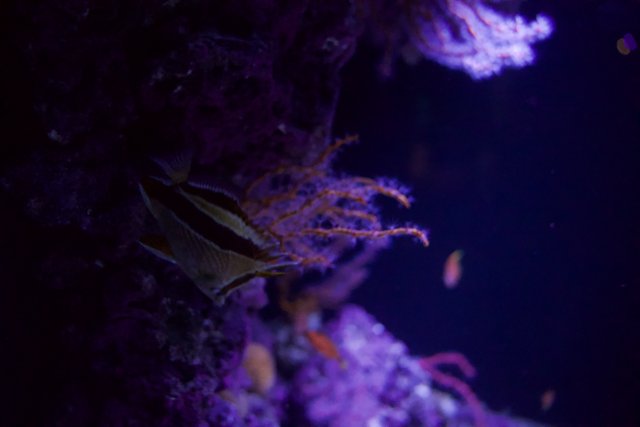 Underwater Enchantment: A Purple Marvel