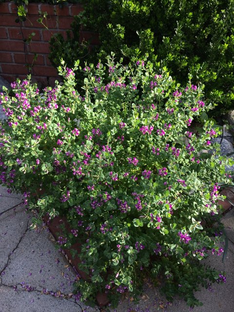 Purple Floral Bush in Los Angeles
