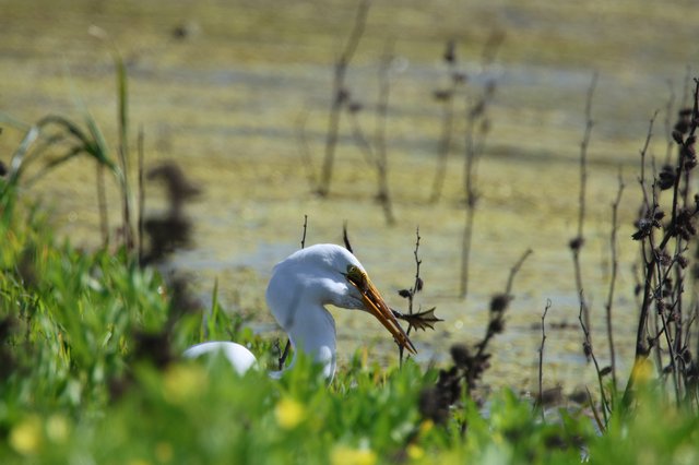 Great Egret Hunting with Caught Prey in Wetland