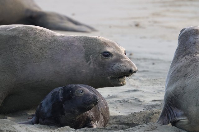 Elephant Seal Mother and Pup at Drakes Beach