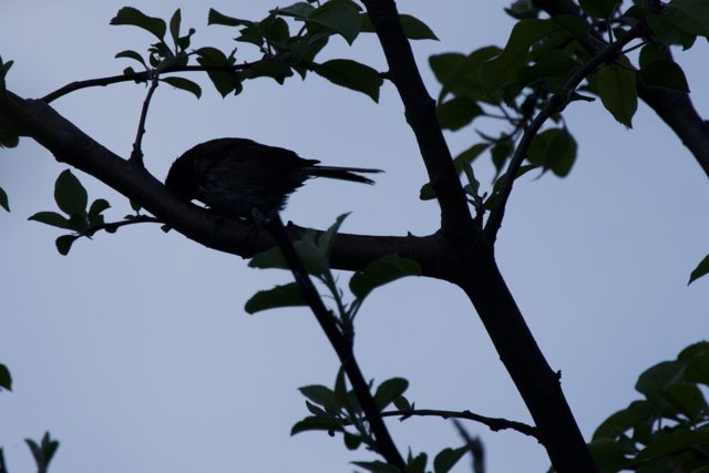 Perched Silhouette