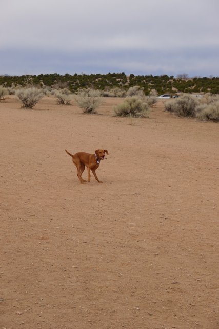 Golden Retriever enjoying a game of frisbee in the desert