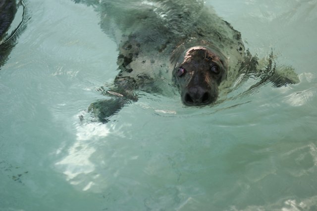 Seal's Swim