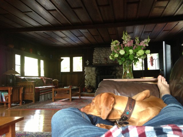 Cozy Afternoon with Man's Best Friend