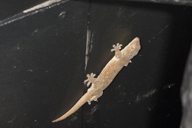 Wall-climbing Gecko