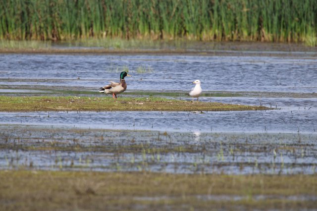 Mallard and Gull Share a Wetland Sandbar