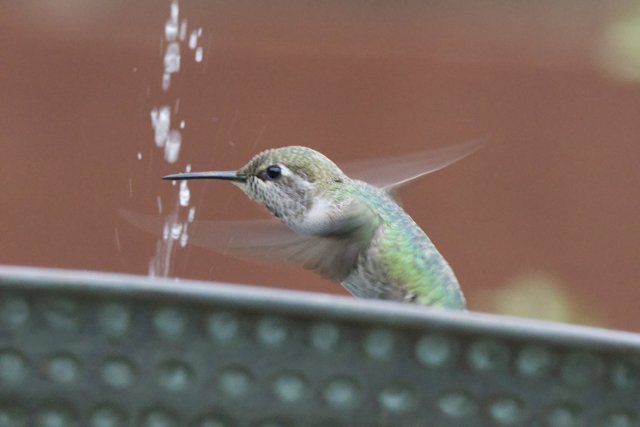 Dance of the Hummingbird
