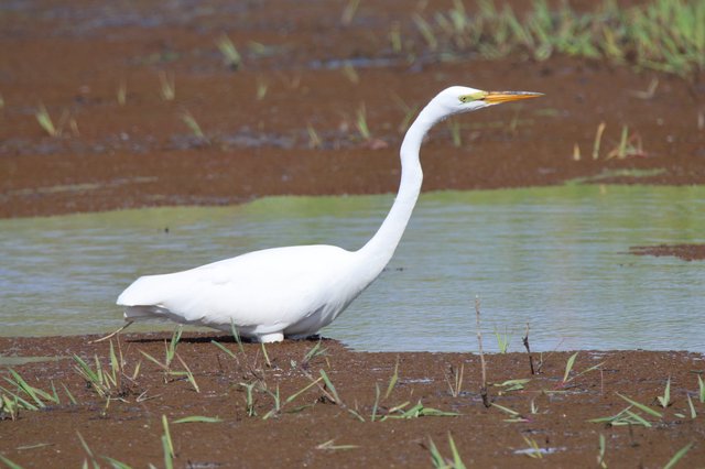 Great Egret Wading in Shallow Wetland Waters