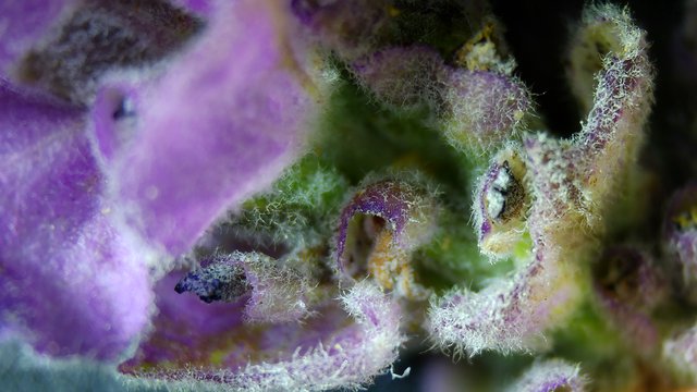 Extreme Macro: Purple Cannabis Flower Trichomes Up Close