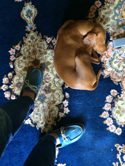 Furry Friend on a Blue Carpet