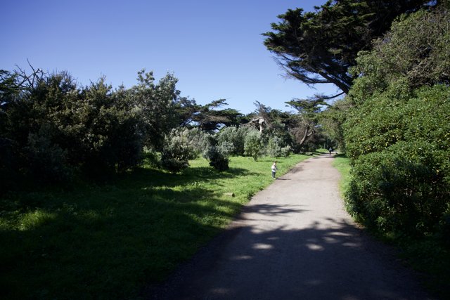 Tranquil Stroll in Golden Gate Park