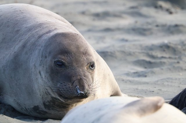 Northern Elephant Seal Pup Close-up at Drakes Beach