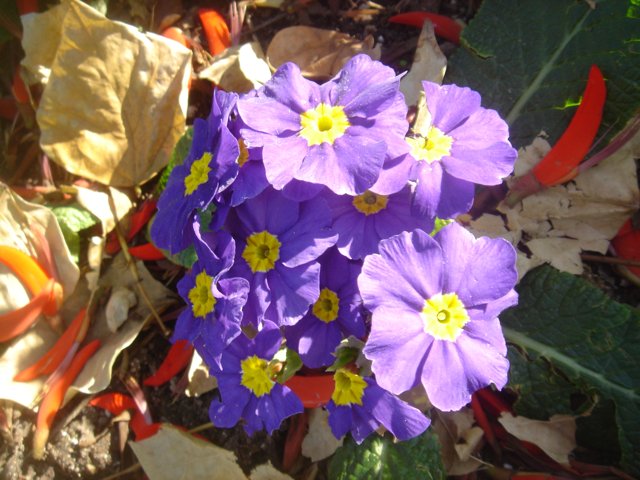 Graceful Cluster of Purple Geraniums