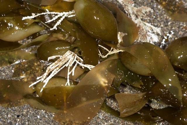 Seaweed Spread