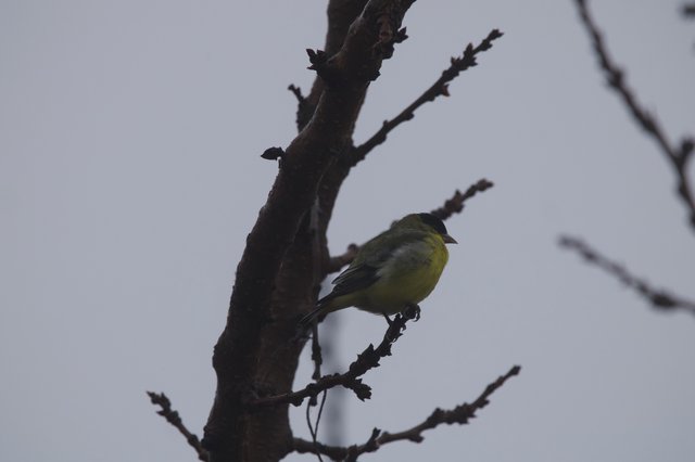 Yellow-Green Bird Perched on Bare Winter Branch