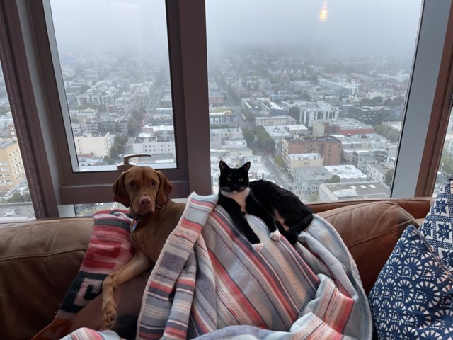 City Comforts: A Canine and Feline Duo on the Couch