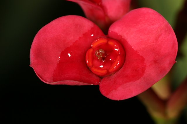 Red Begonia Flower with Water Droplets