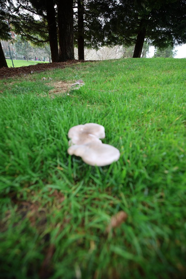 White Mushrooms Growing in Lush Green Grass