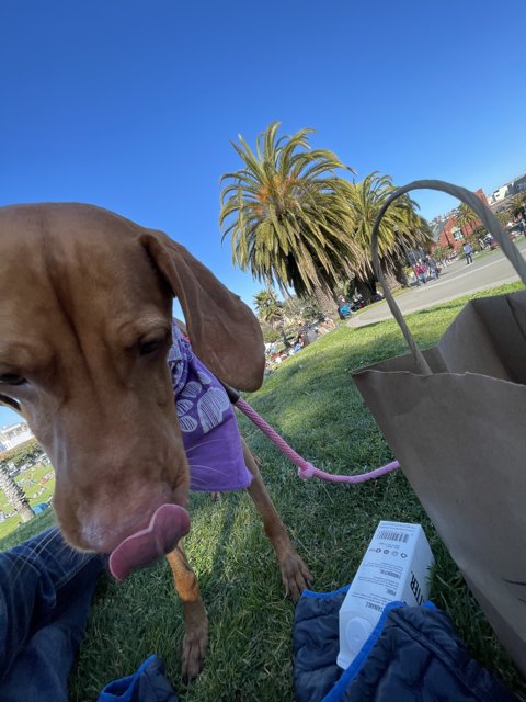 Happy Pup in Mission Dolores Park
