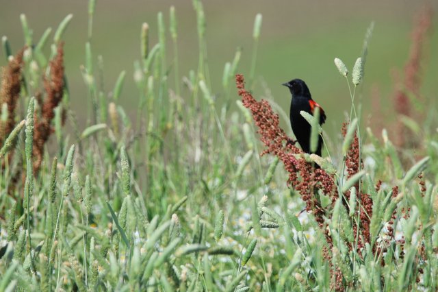 Red-winged Blackbird Perched Among Marsh Grasses