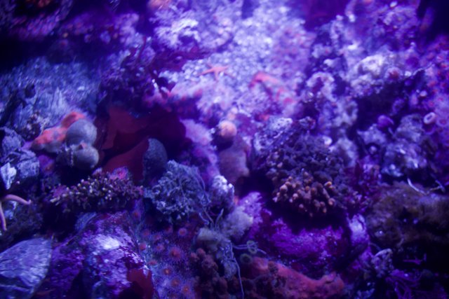 Purple Luminescence: Monterey Bay's Coral Reef