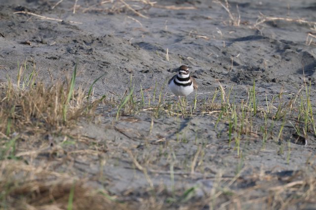 Killdeer Plover on Muddy Ground at Drakes Beach