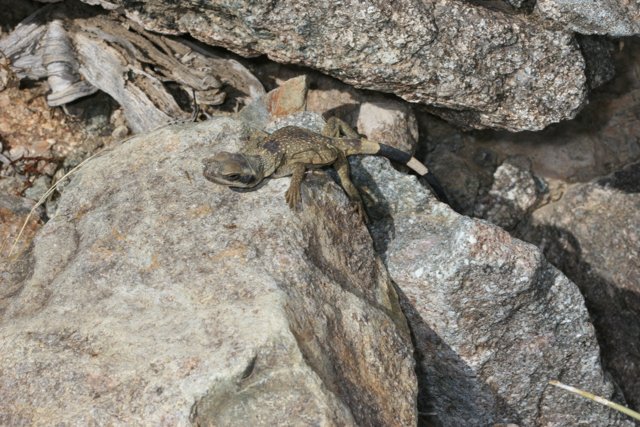Lizard Perched on Rocky Outcropping