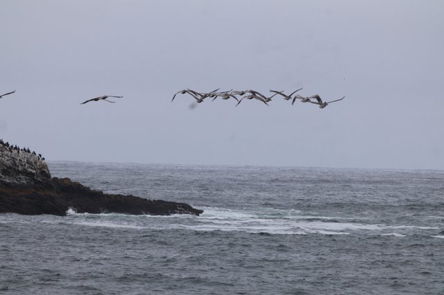 Pelicans in Formation Over Rugged Pacific Coastline