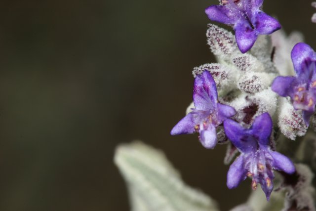 Purple Flower Close Up