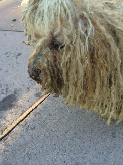 Poodle on the Plaza