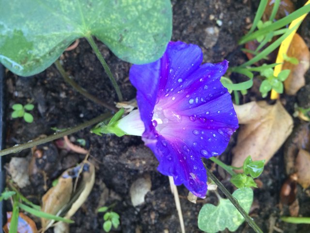 Blue Geranium Petunia with Water Droplets