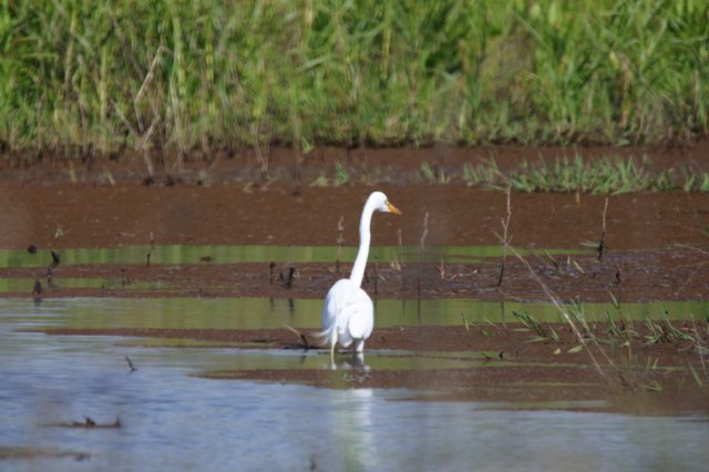 Great Egret Wading in Shallow Wetland Waters