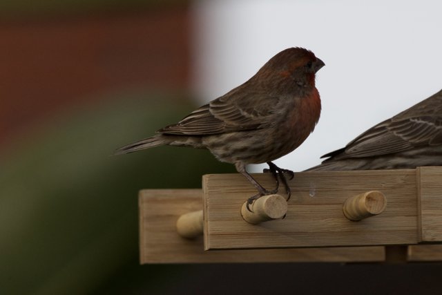 Backyard Companions