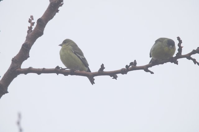 Two Goldfinches Perched on Winter Branch