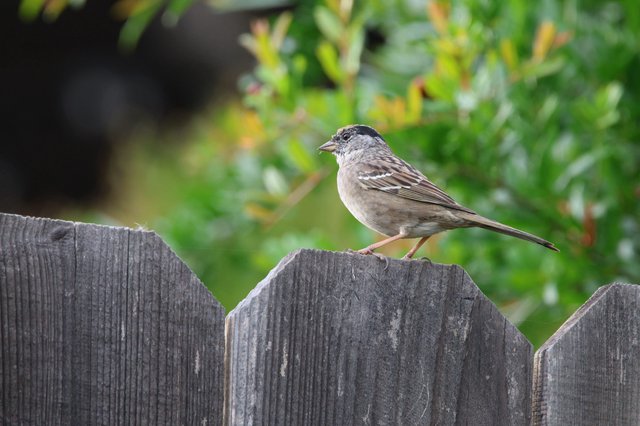 Golden-Crowned Sparrow Perched on Weathered Fence
