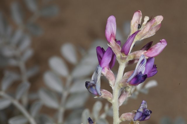 Purple Lupin Flower