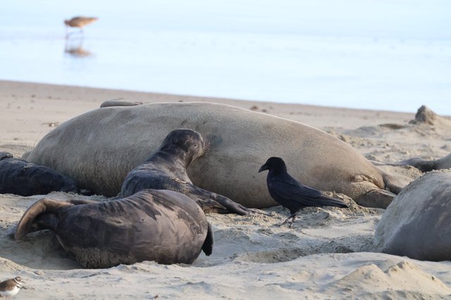 Elephant Seals Resting with Crow at Drakes Beach