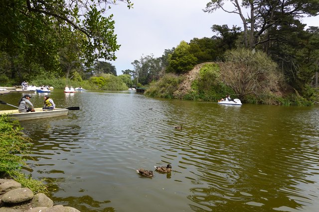 Peaceful Lake Boating with Ducks Swimming
