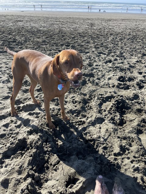 Canine Companion at Ocean Beach