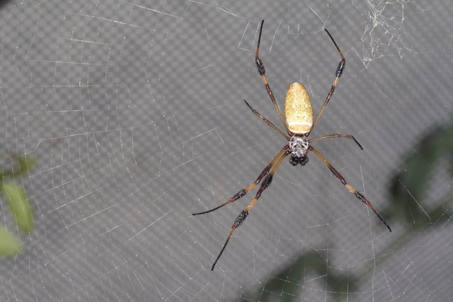 The Garden Spider on its Web
