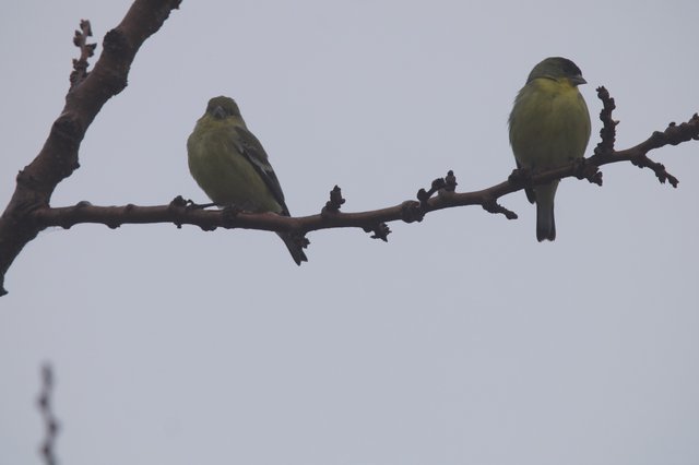 Two Greenfinches Perched on Winter Branch