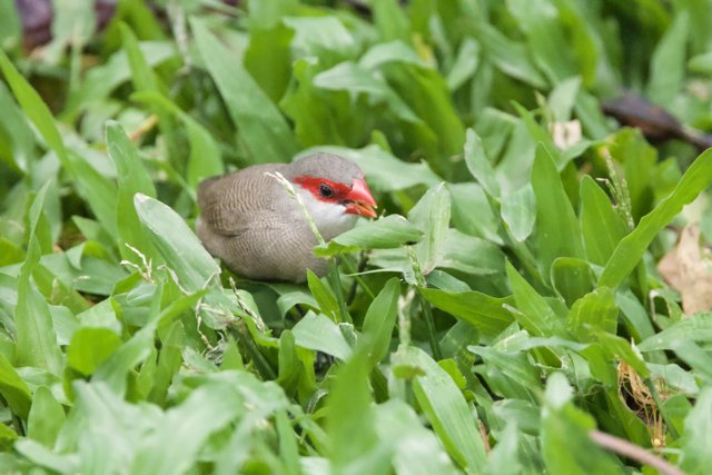 Hidden Gem: The Finch Among the Foliage