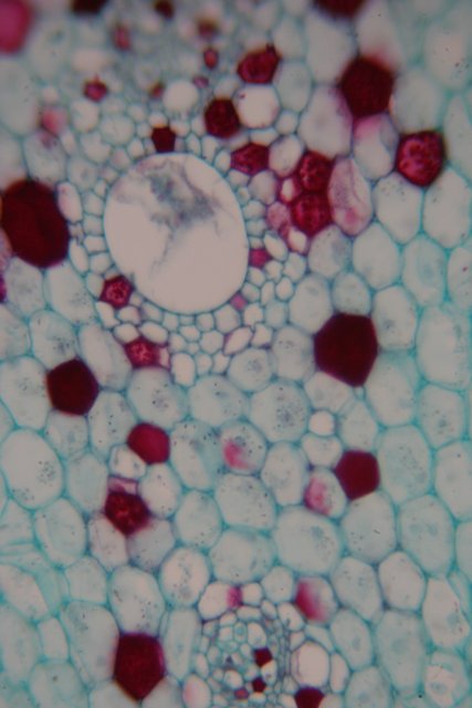 Microscopic Beauty