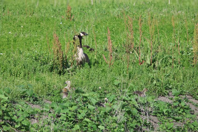 Canada Goose with Goslings in Yolo Wetlands