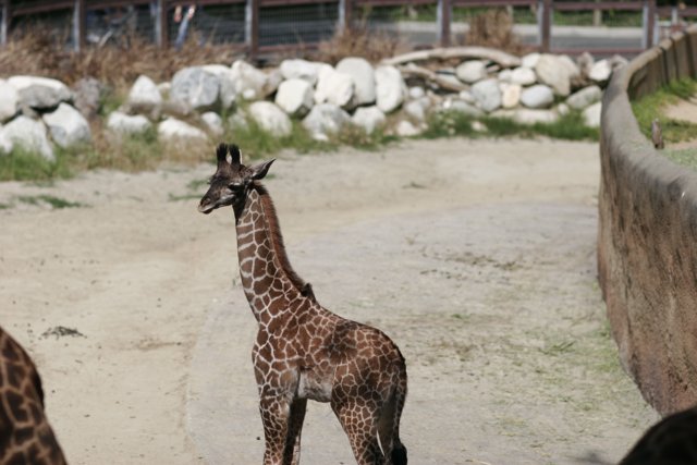 Tall and Majestic: A Giraffe at the Zoo
