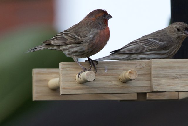 Chirping Companions