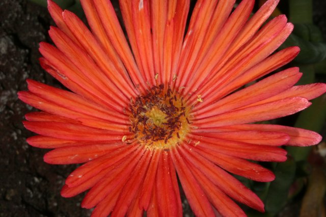 Radiant Daisy in Full Bloom
