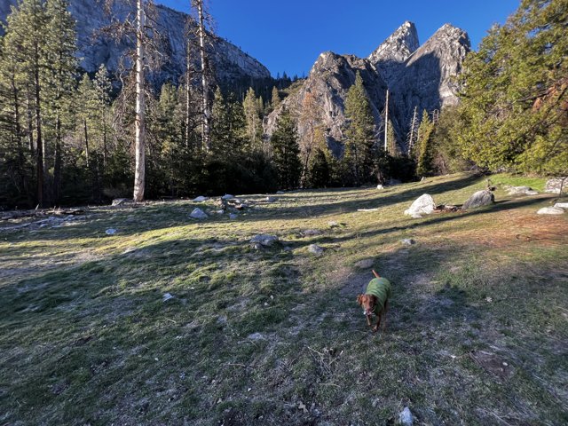 A Canine Adventure in Yosemite National Park