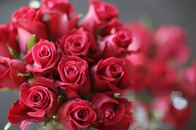 A Captivating Bouquet of Red Roses