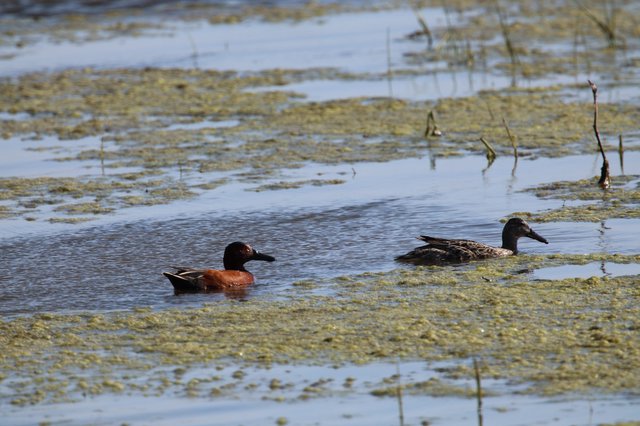Cinnamon Teal Pair in Shallow Wetland Habitat